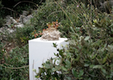 Isatis2