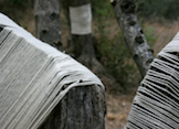 Muschio2