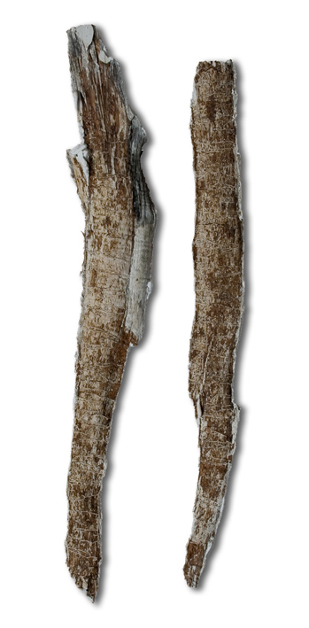 Il racconto dell'ulivo